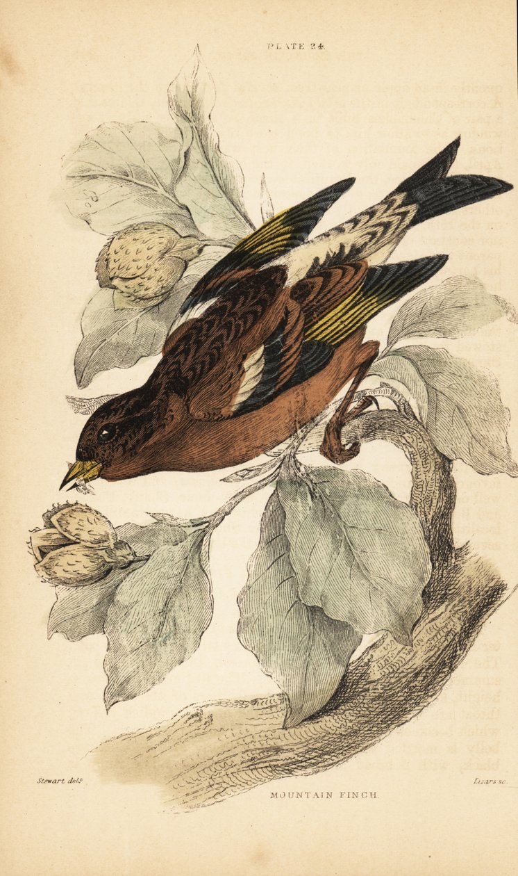 عصفور الجبل أو العليق ، Fringilla montifringilla ، 1889 (نقش) بواسطة فنان غير معروف