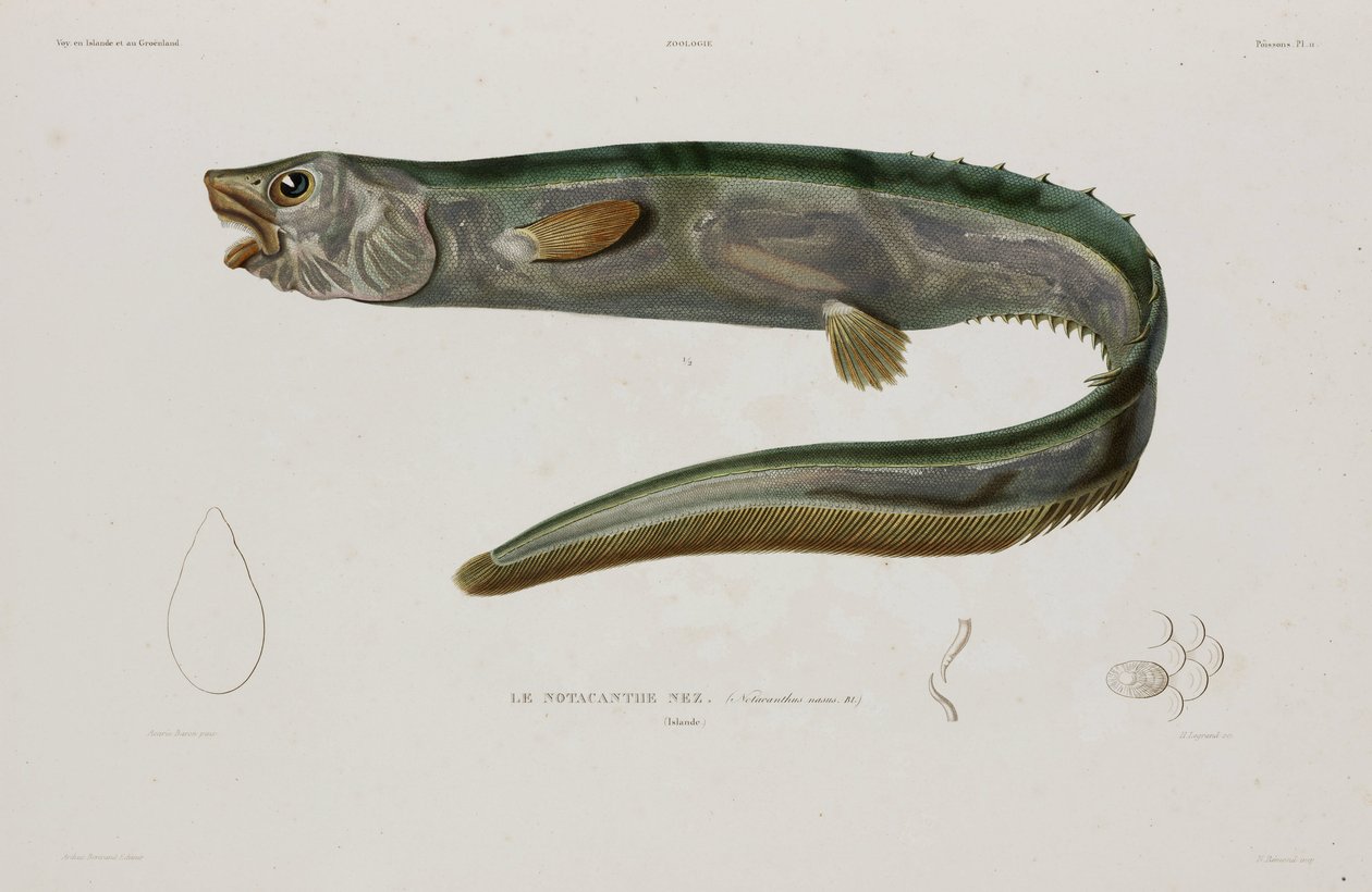 Natacanthus nasus ، أيسلندا ، أوائل القرن التاسع عشر بواسطة فنان غير معروف
