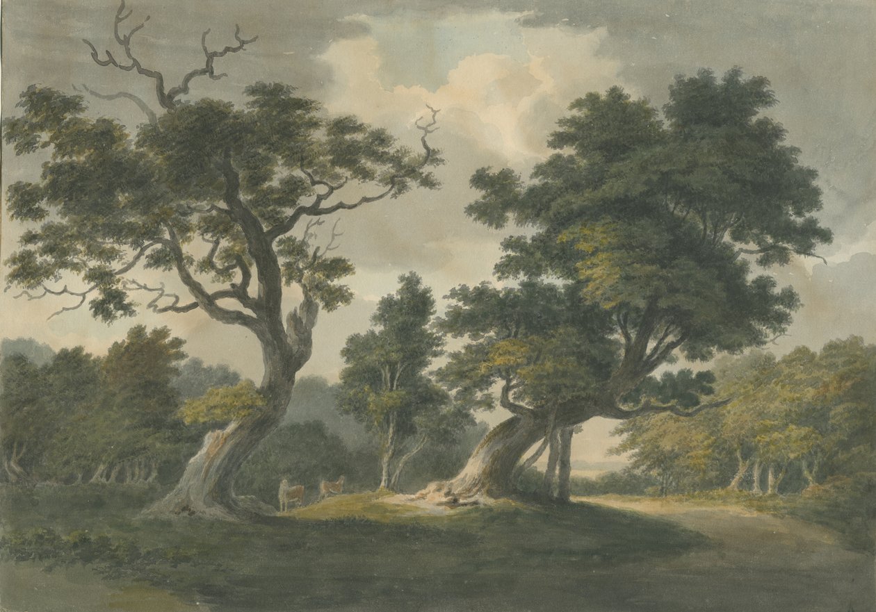 Needwood Forest: لوحة ألوان مائية ، بدون تاريخ [أوائل القرن التاسع عشر] بواسطة غير معروف