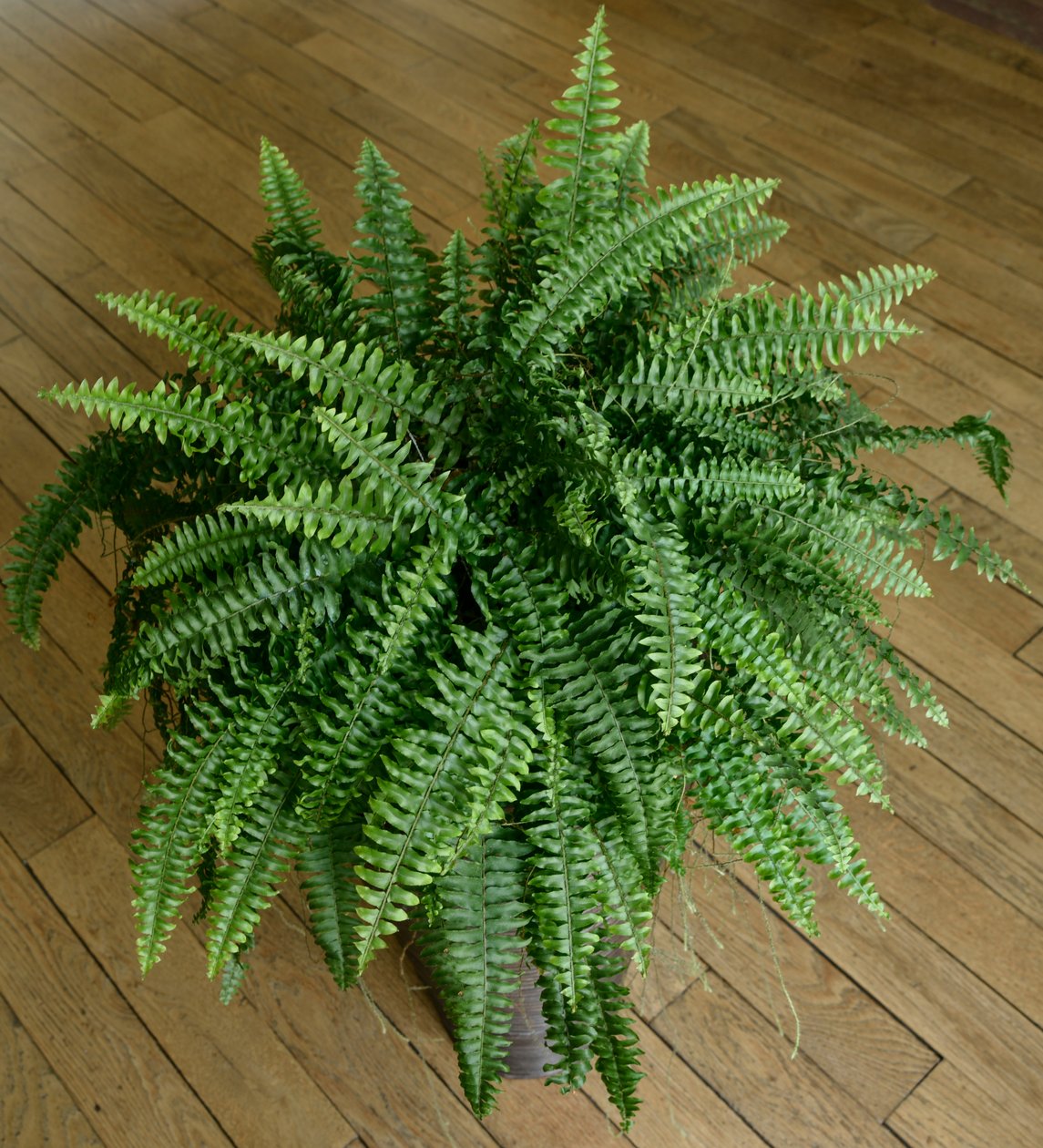 Nephrolepis exaltata ، سرخس في منزل بواسطة فنان غير معروف