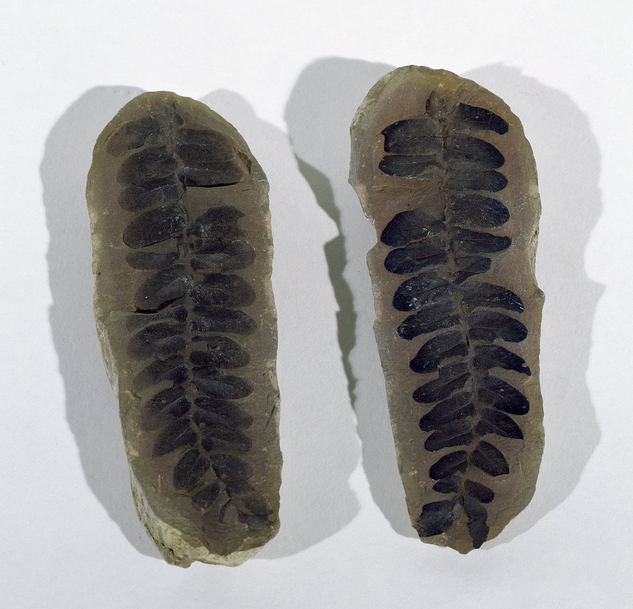 تم العثور على Neuropteris (سعفة Sea Fern) في Coseley ، ستافوردشاير ، العصر الكربوني العلوي (الصورة) بواسطة غير معروف