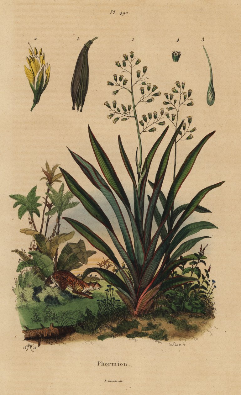 نيوزيلندا الكتان أو harakeke ، Phormium tenax بواسطة غير معروف