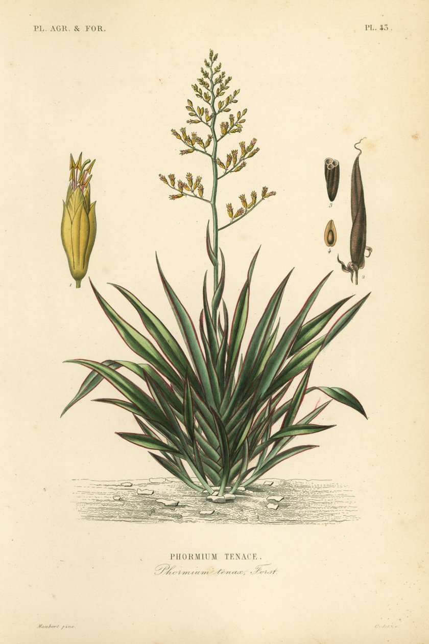 نيوزيلندا الكتان أو harekeke ، Phormium tenax ، Phormium tenace بواسطة غير معروف