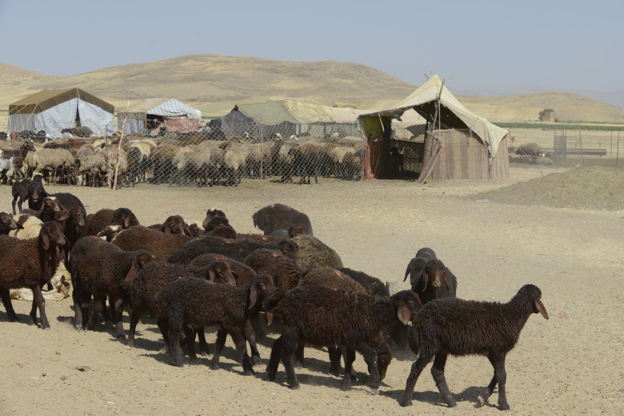 خيام بدوية بين تمار وأشخانة إيران 2022 (تصوير) بواسطة فنان غير معروف