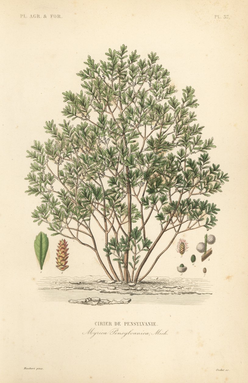 التوت الشمالي ، Myrica pensylvanica ، الكرز من pensylivanie بواسطة غير معروف