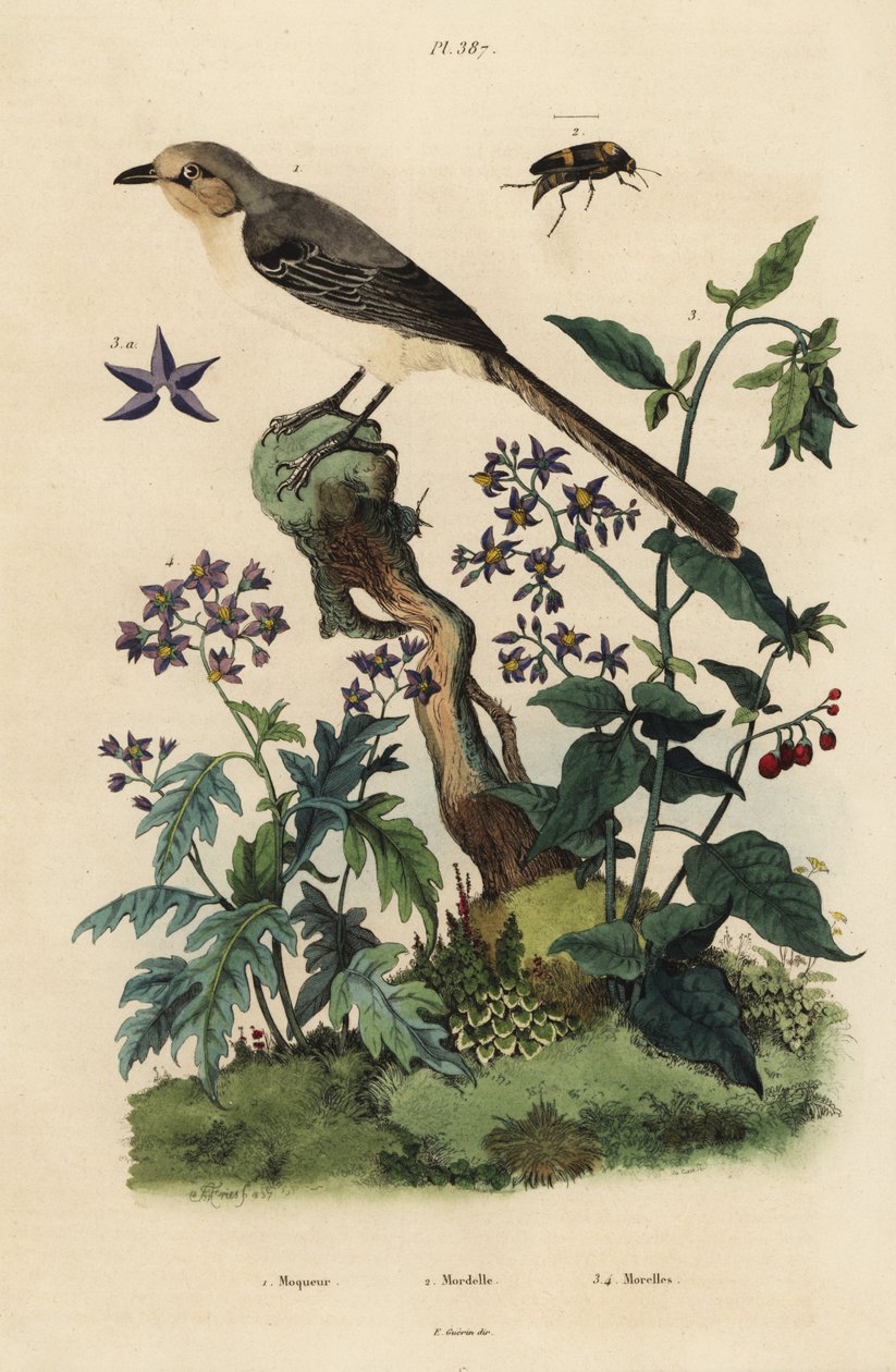 الطائر المحاكي الشمالي ، Mimus polyglottos orpheus 1 ، الباذنجان الحلو والمر ، Solanum dulcamara 3 ، Solanum quercifolium 4 ، Mordella fasciata beetle 2 بواسطة غير معروف
