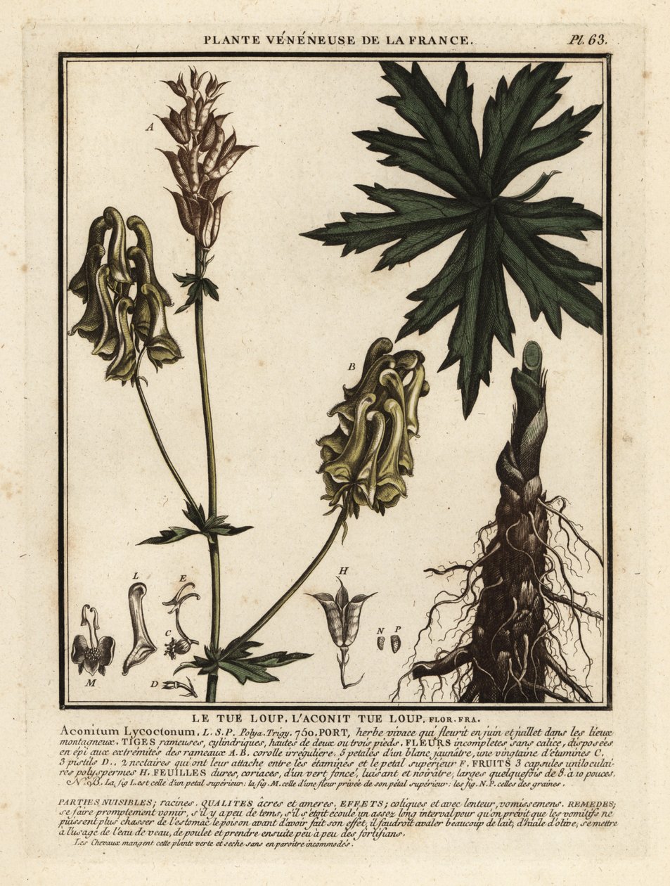 لعنة الذئب الشمالية ، Aconitum lycoctonum. بواسطة فنان غير معروف