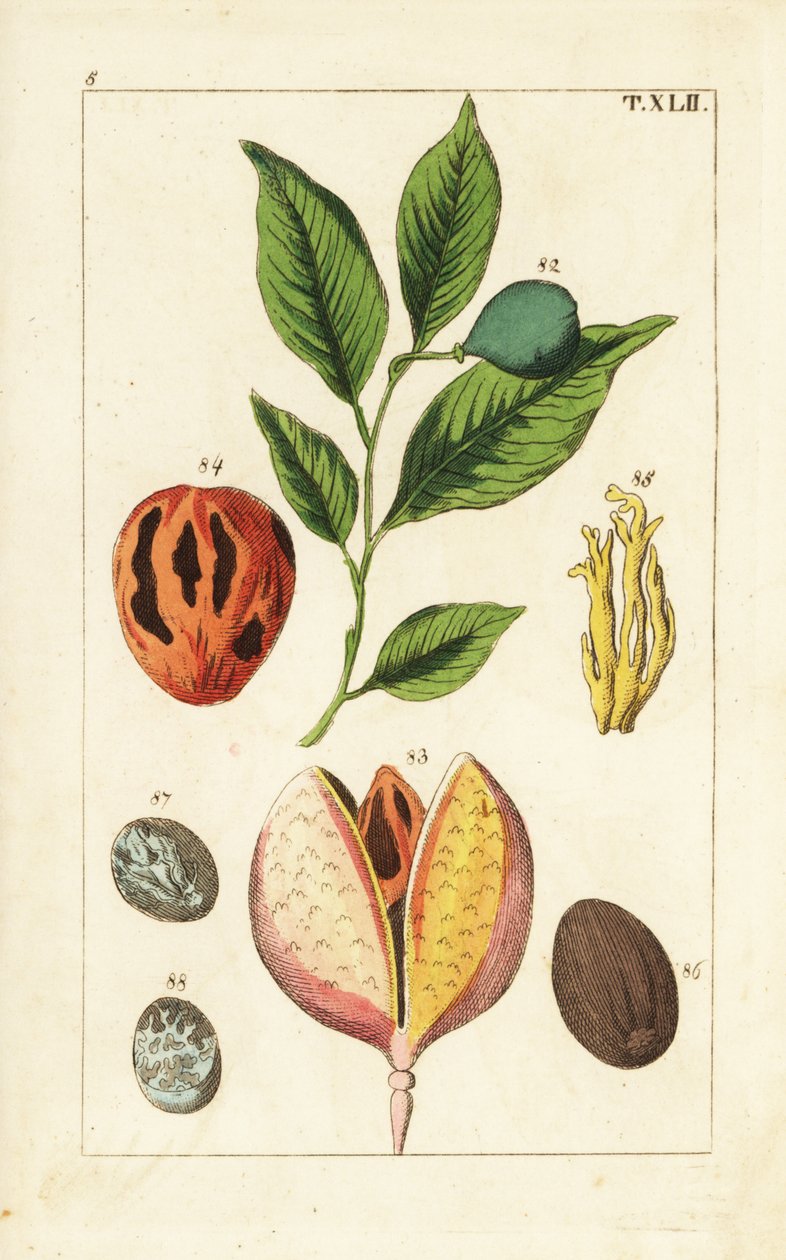 جوزة الطيب وشجرة الصولجان ، Myristica fragrans. بواسطة فنان غير معروف
