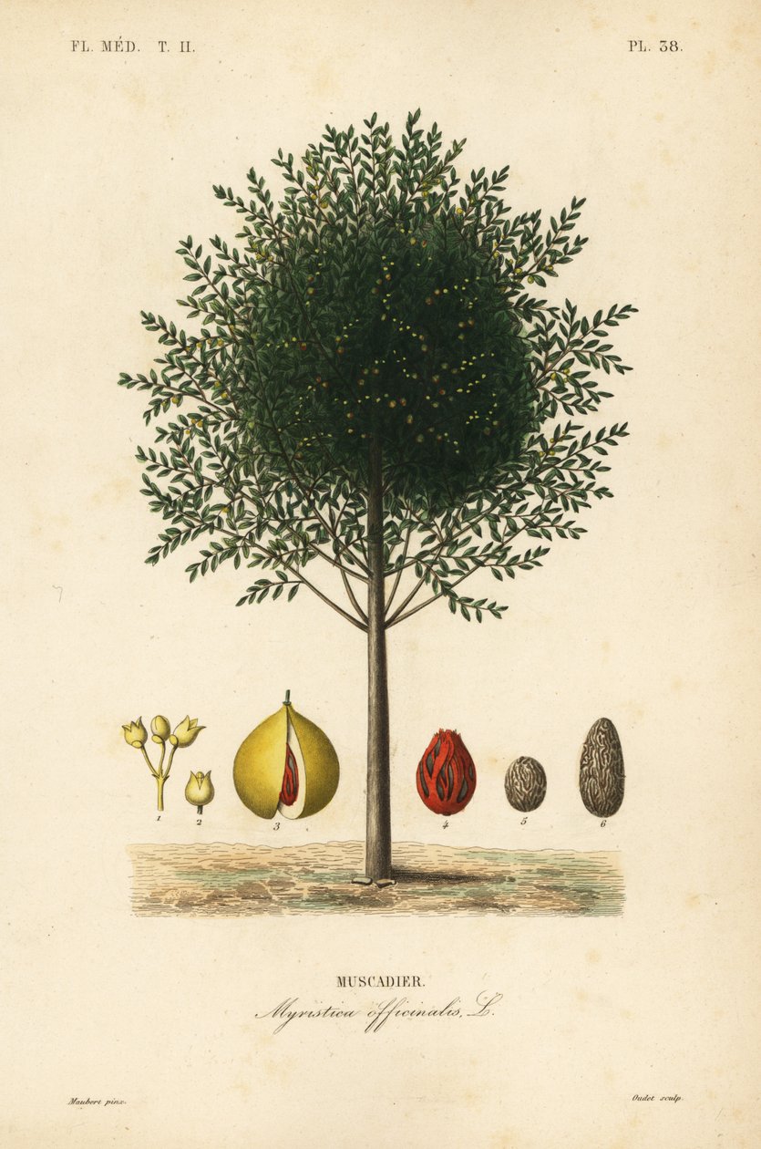 جوزة الطيب وشجرة الصولجان ، Myristica fragrans ، Myristica officinalis ، Muscadier بواسطة غير معروف