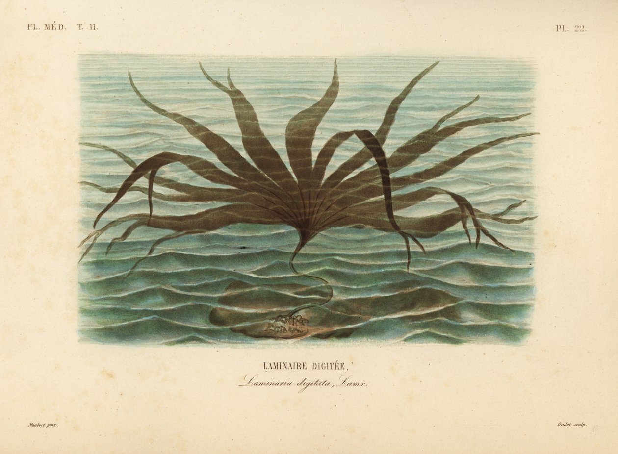 Oarweed ، Laminaria digitata ، Laminaire digitata بواسطة غير معروف