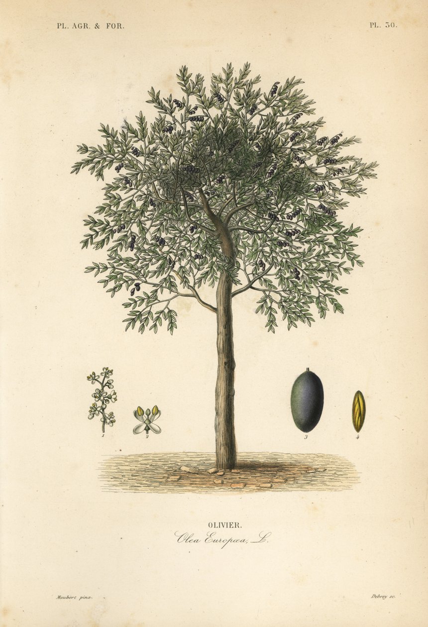 شجرة الزيتون ، Olea europaea ، الزيتون بواسطة غير معروف