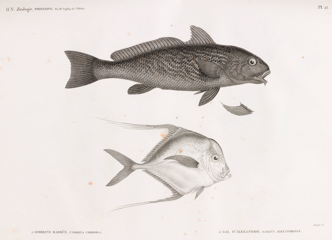 Ombrine Barbue & Gal D'Alexandrie بواسطة غير معروف
