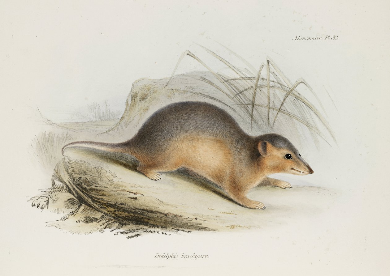 الأبوسوم ، ج 1832-1836 بواسطة غير معروف