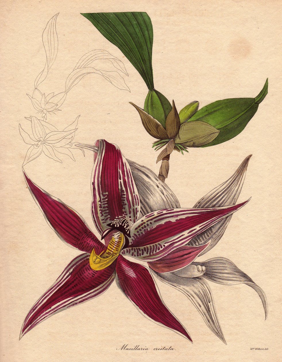صنف الأوركيد، Paphinia (Maxillaria) cristata، من الأنواع المستوطنة في شمال أمريكا الجنوبية. زهرة معلقة على شكل نجمة، لونها أحمر قرمزي مع خطوط بيضاء. رسم توضيحي لأوغستا إينيس ويذرز (1793-1877)، في سلسلة عالم النبات  بواسطة فنان غير معروف