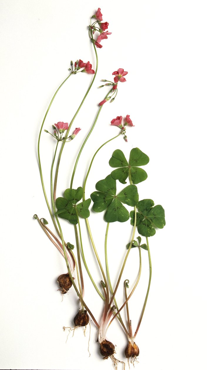 Oxalis tetraphylla / Oxalis deppei / Oxalide of Deppe بواسطة غير معروف