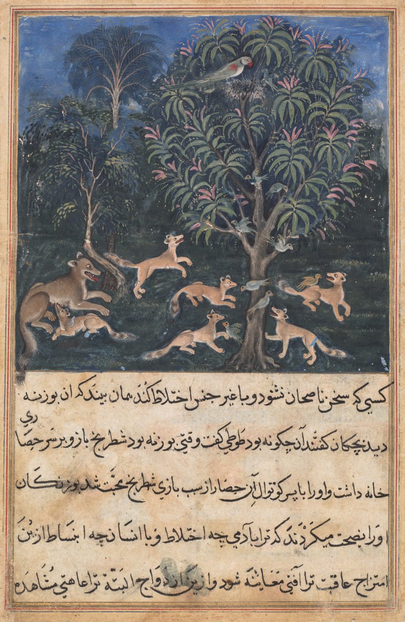 صفحة من حكايات ببغاء (Tuti-nama): الليلة الخامسة: الأم الببغاء تحذر صغارها من خطورة اللعب مع الثعالب ، ج. 1560 (ألوان مائية غير شفافة وذهبية وحبر على ورق) بواسطة غير معروف