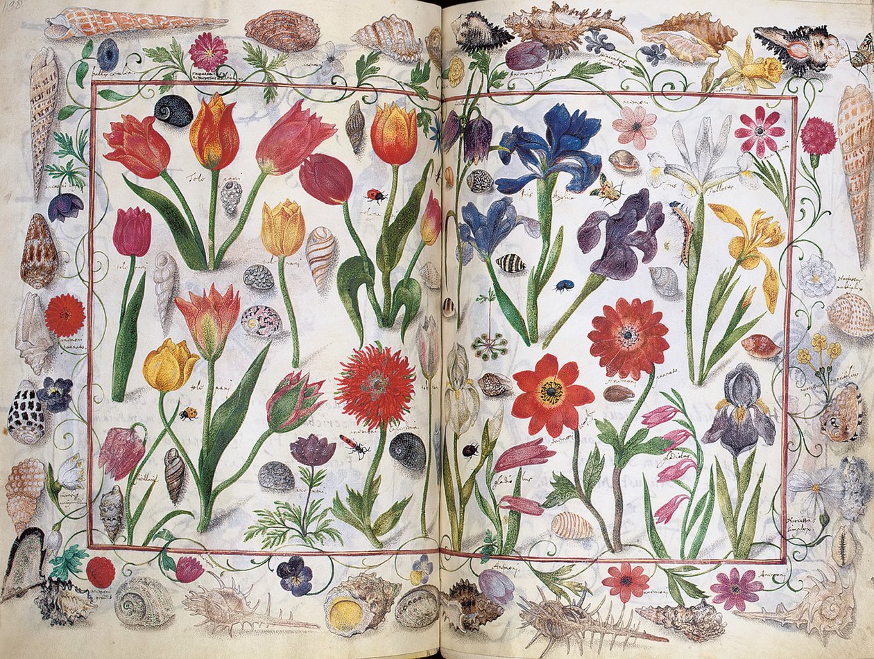 صفحات من ألبوم أميكوروم فيليب هاينهوفر ، 1596-1633 بواسطة غير معروف