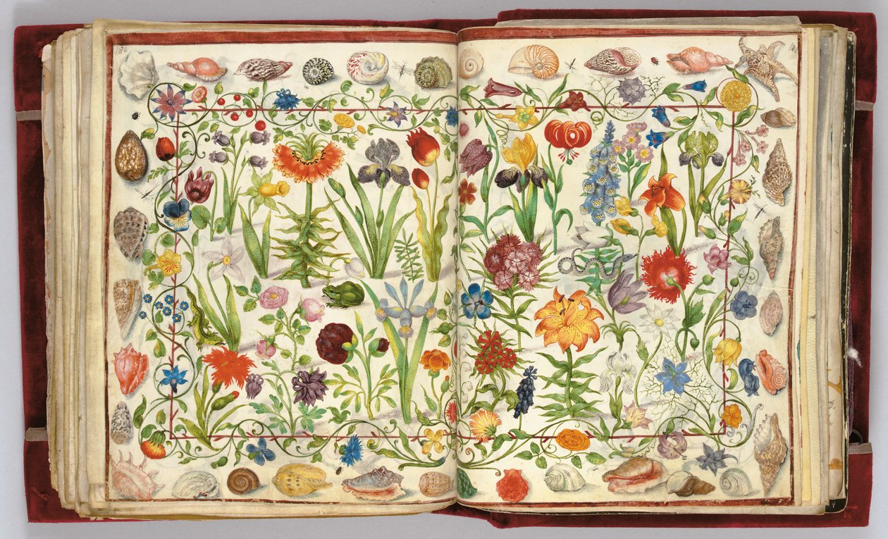صفحات من ألبوم أميكوروم فيليب هاينهوفر ، 1596-1633 بواسطة غير معروف