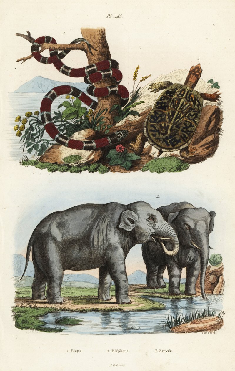 ثعبان مرجاني ملون ، Micrurus corallinus 1 ، فيل هندي ، Elephas maximus indicus 2 ، وسلحفاة الصندوق المشترك ، Terrapene carolina 3 بواسطة غير معروف
