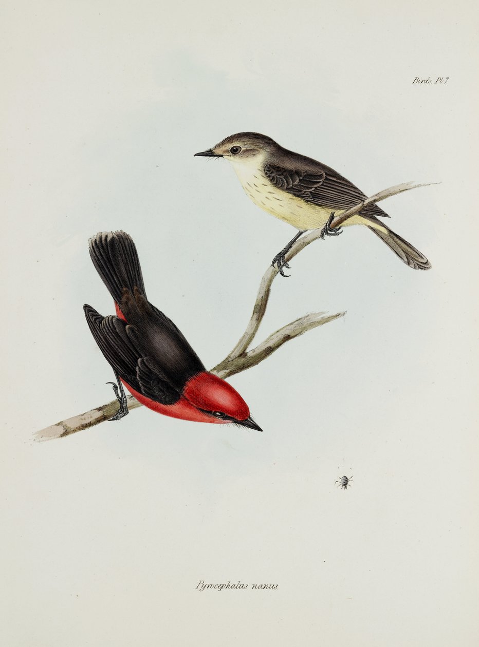 زوج من الطيور ، ج 1832-1836 بواسطة فنان غير معروف