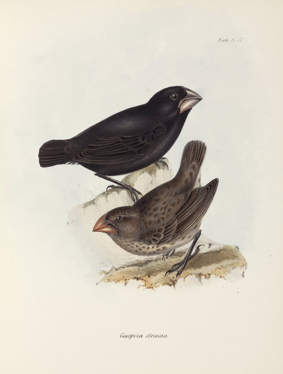 زوج من العصافير ، جزر غالاباغوس ، ج 1832-1836 بواسطة غير معروف