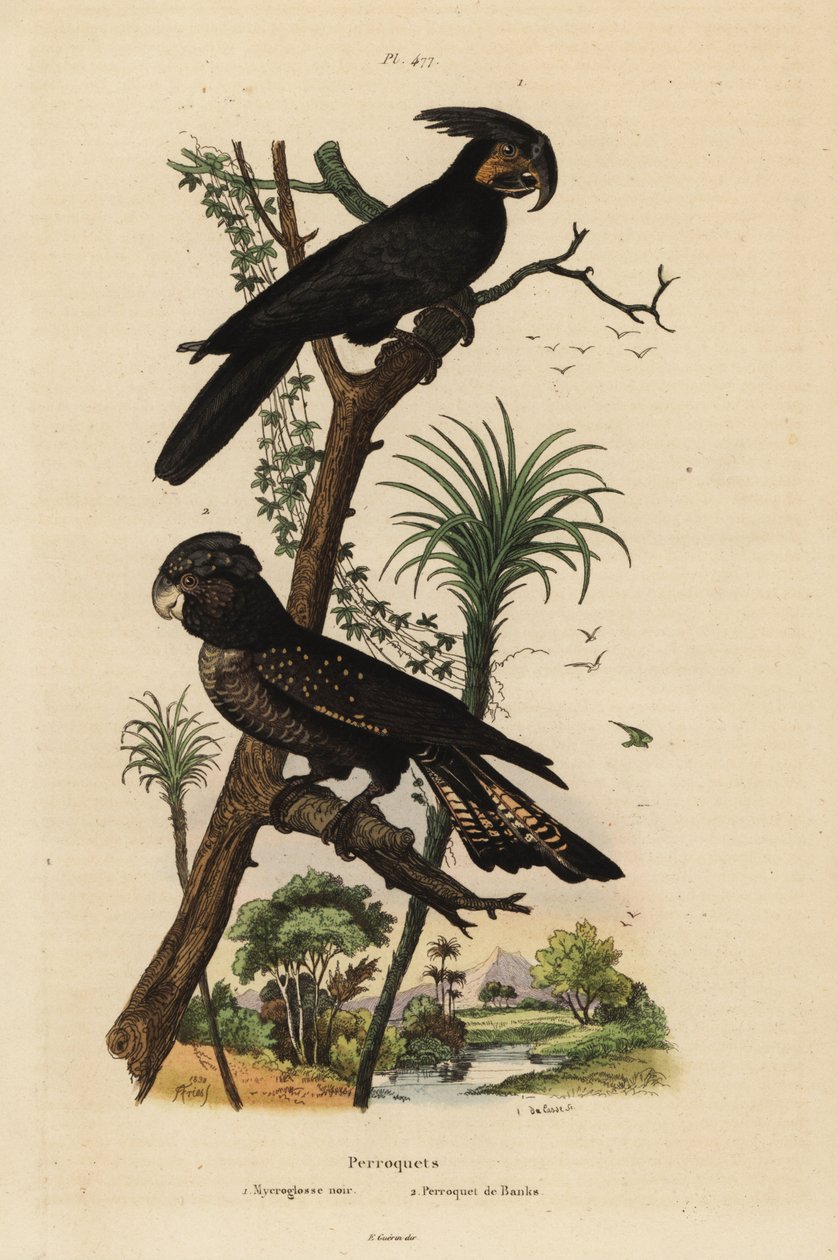 كوكاتو النخيل ، Probosciger aterrimus ، والكوكاتو الأسود أحمر الذيل ، Calyptorhynchus Bank Mycroglosse noir et Perroquet de Banks بواسطة غير معروف