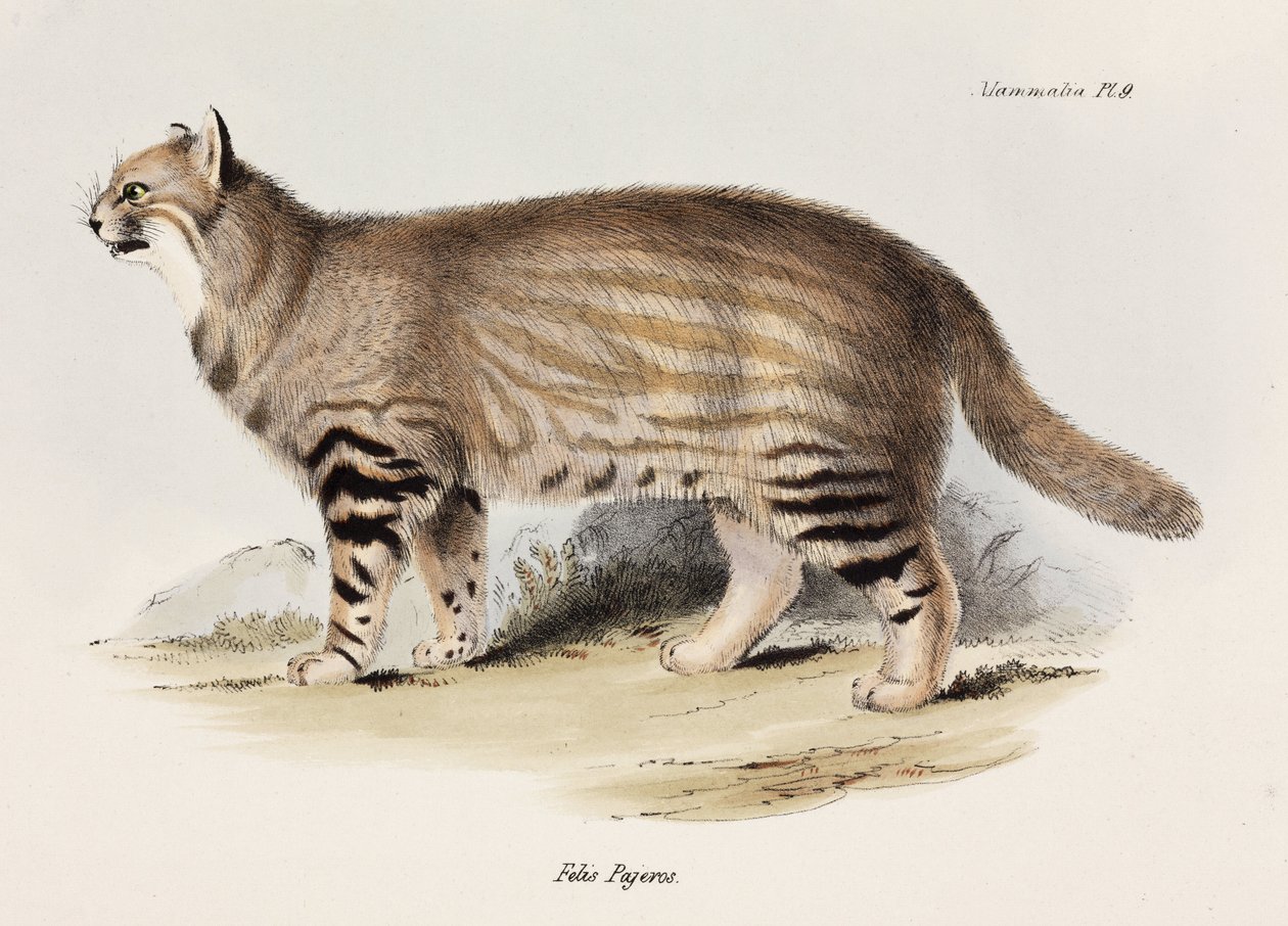 قط بامباس ، أمريكا الجنوبية ، ج 1832-1836 بواسطة غير معروف