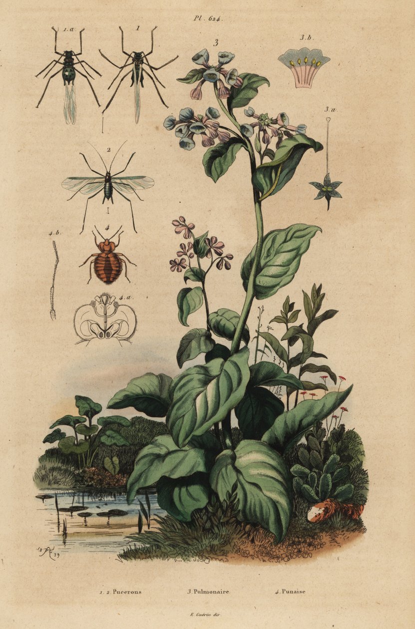 من الخوخ ، Myzus persicae 1 ، وردة المن ، Macrosiphum rosae 2 ، فيرجينيا بلوبلز ، Mertensia pulmonarioides 3 ، و bedbug ، Cimex lectularius 4 بواسطة غير معروف