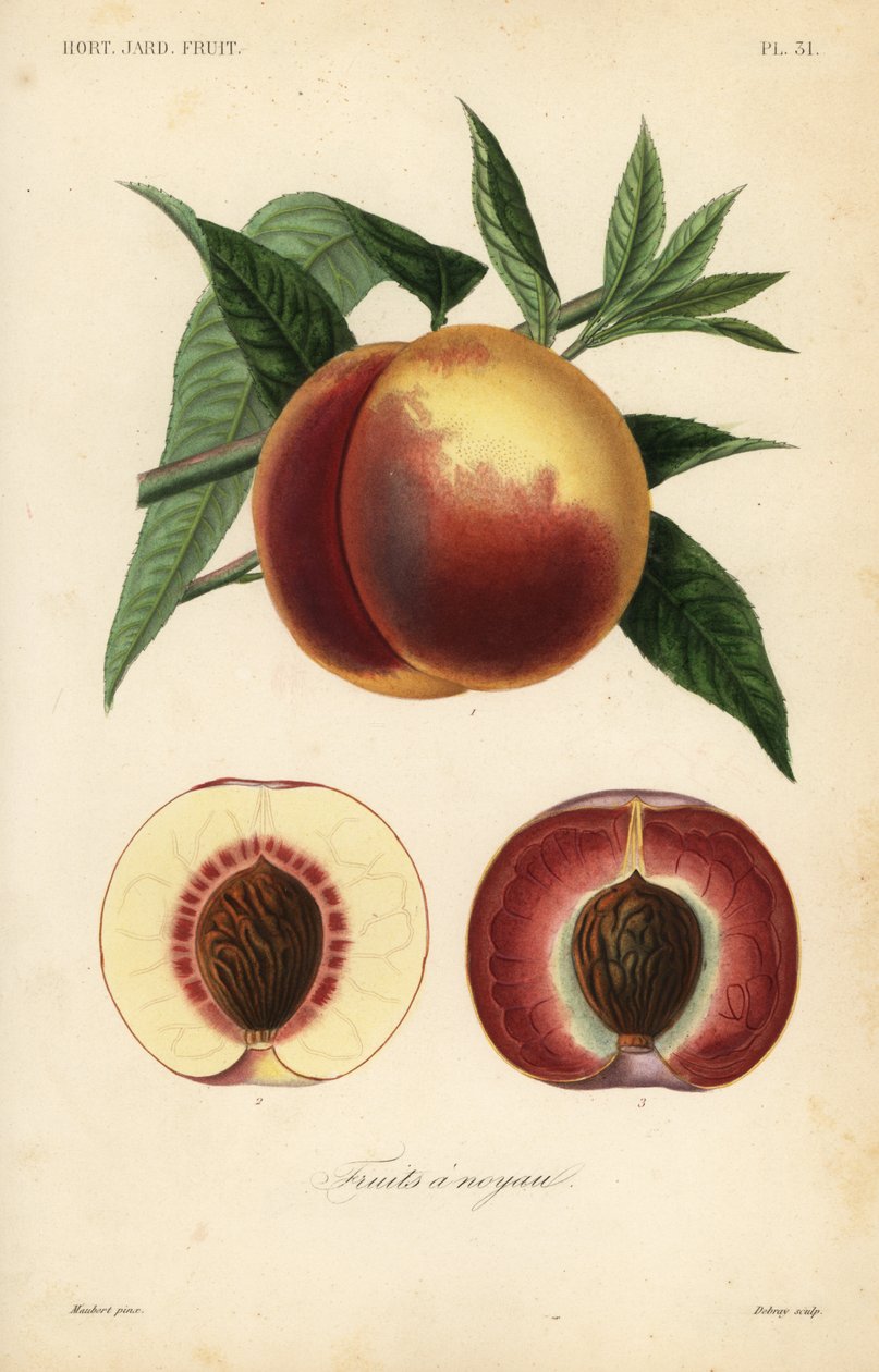 فاكهة الخوخ ، Prunus persica ، مقطع من خلال اللحم الأبيض واللحم الأحمر بواسطة غير معروف