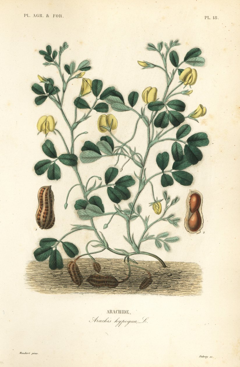 الفول السوداني أو الفول السوداني ، Arachis hypogaea ، Arachide بواسطة غير معروف