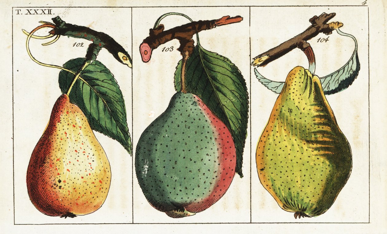 أصناف الكمثرى ، Pyrus communis. بواسطة فنان غير معروف
