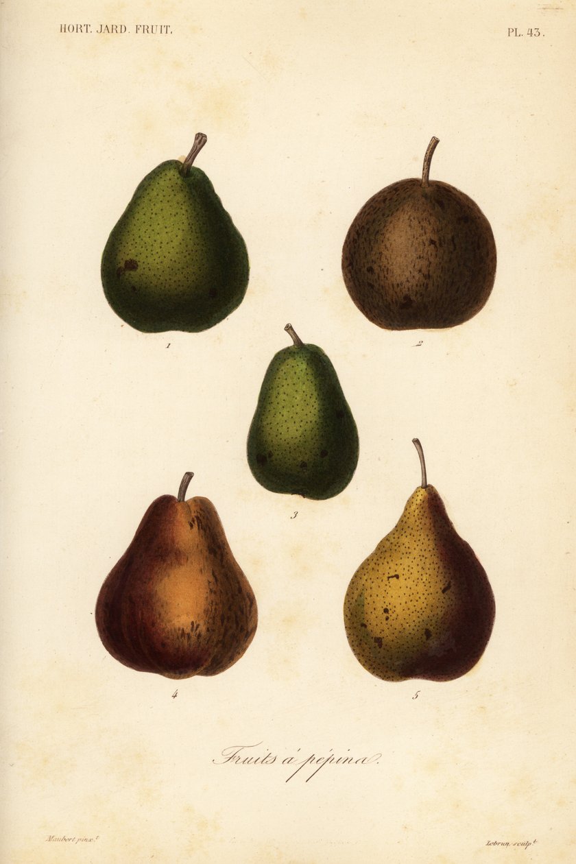 أصناف الكمثرى ، Pyrus communis بواسطة غير معروف