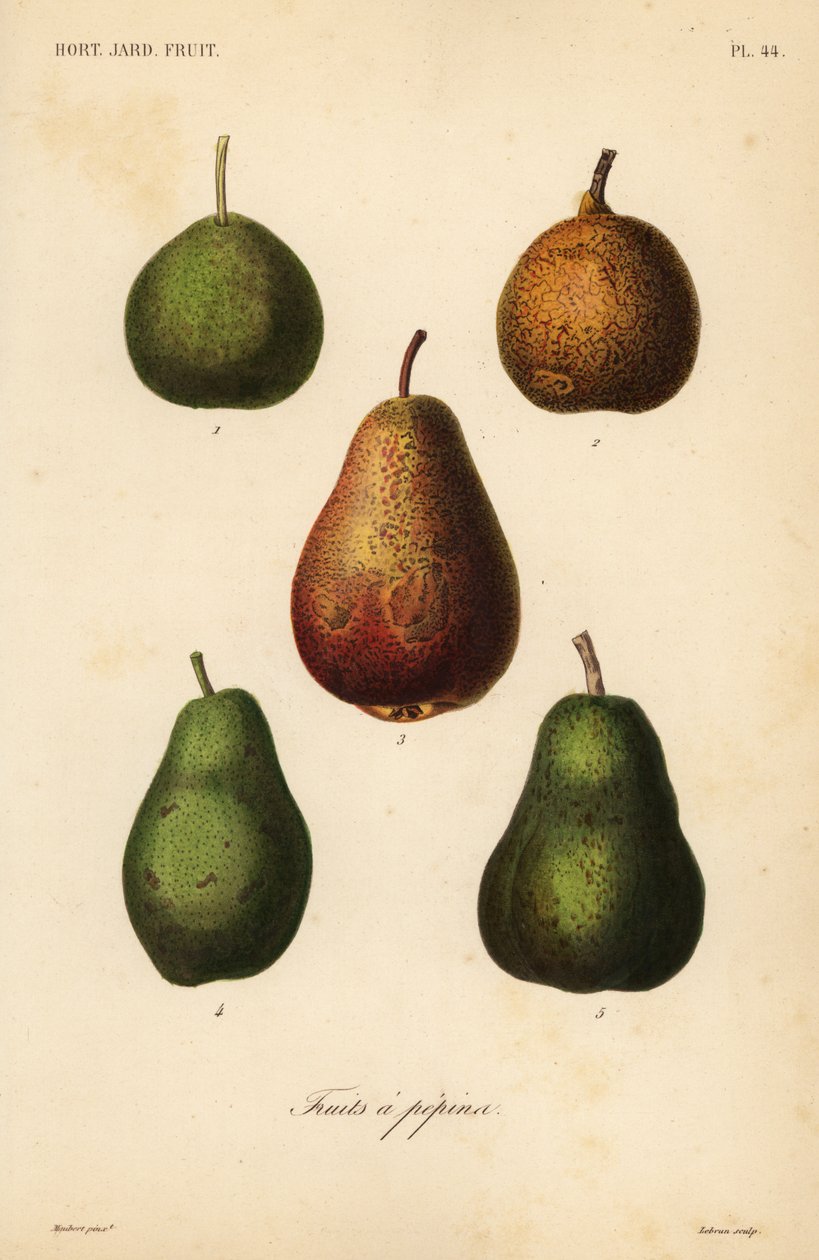 أصناف الكمثرى ، Pyrus communis بواسطة غير معروف