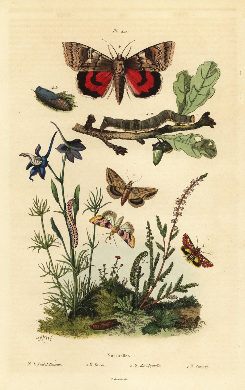 أزهار البازلاء ، Periphanes delphinii 1 ، دودة اللوز القطنية ، Helicoverpa armigera 2 ، الجناح السفلي الأصفر ، Anarta myrtilli 3 ، والأجنحة السفلية الصفراء الكبيرة ، Noctua procuruba ، اليرقة والخادرة 4. فراشات Noctuelles بواسطة غير معروف