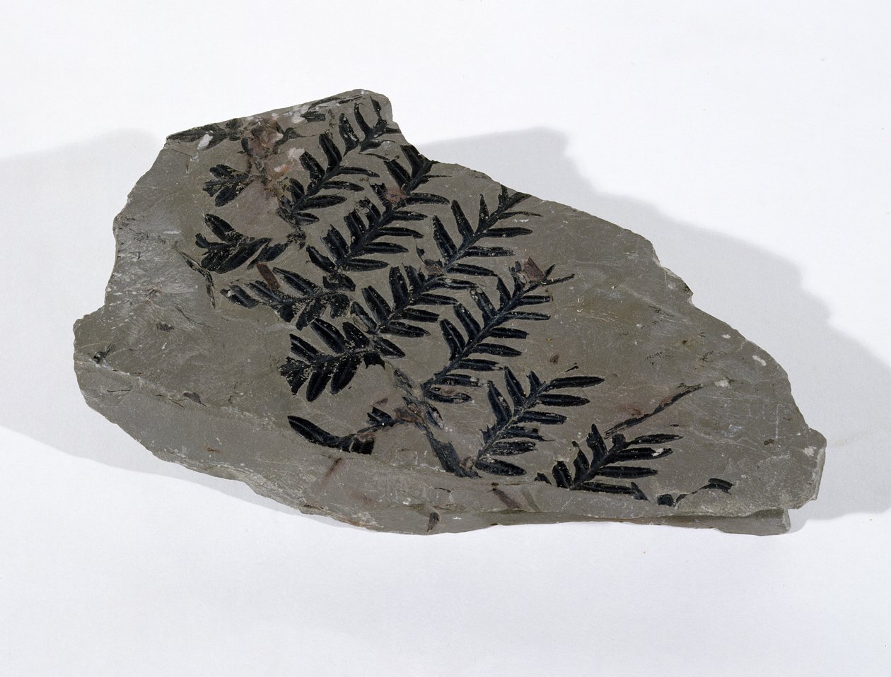 Pecopteris (عاريات البذور سعفة) وجدت في كاميرتون ، سومرست ، العصر الكربوني العلوي (الصورة) بواسطة غير معروف