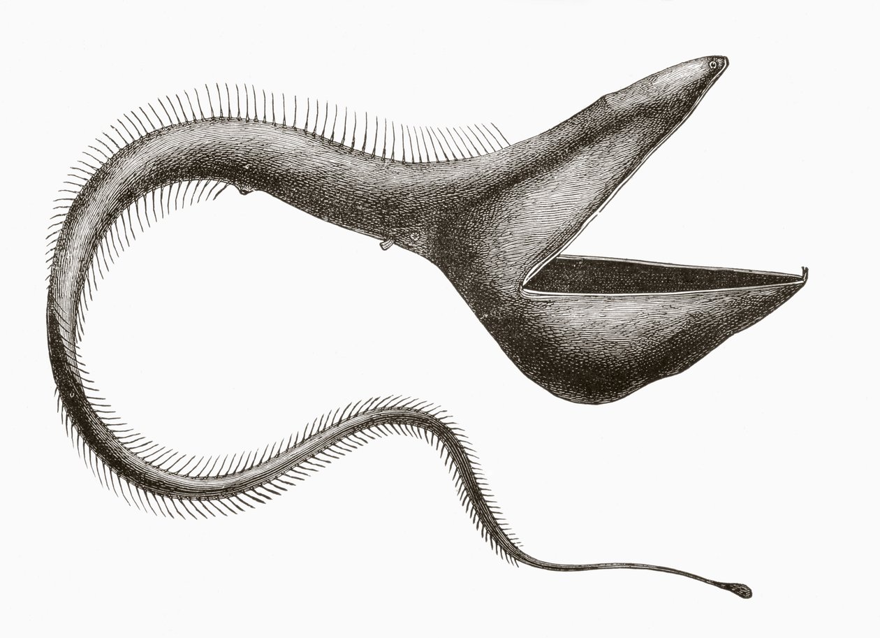 Pelican Eel or Eurypharynx pelecanoides, a deep sea fish rarely seen by humans, from 