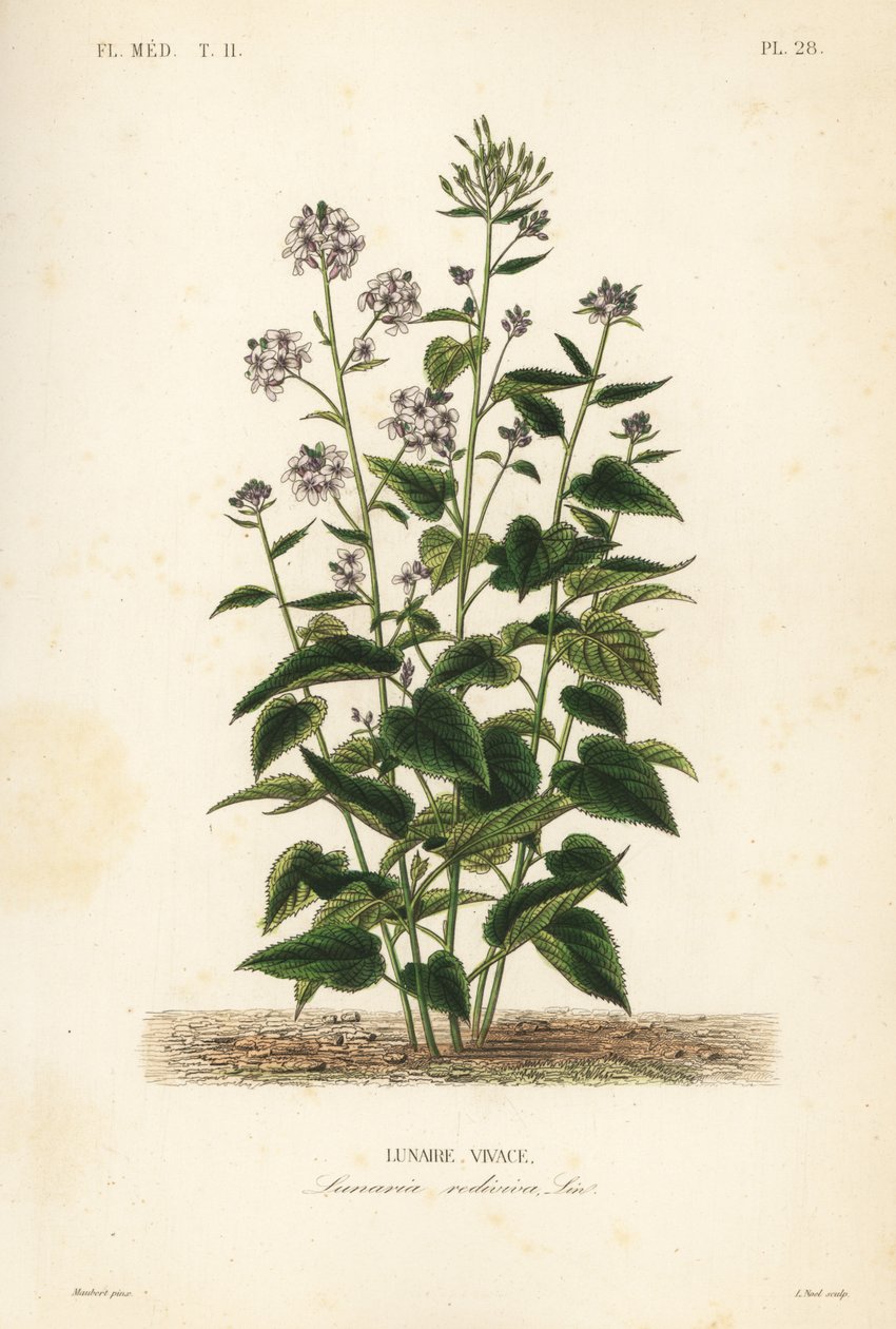 الصدق الدائم ، Lunaria rediviva ، Lunaire vivace بواسطة غير معروف