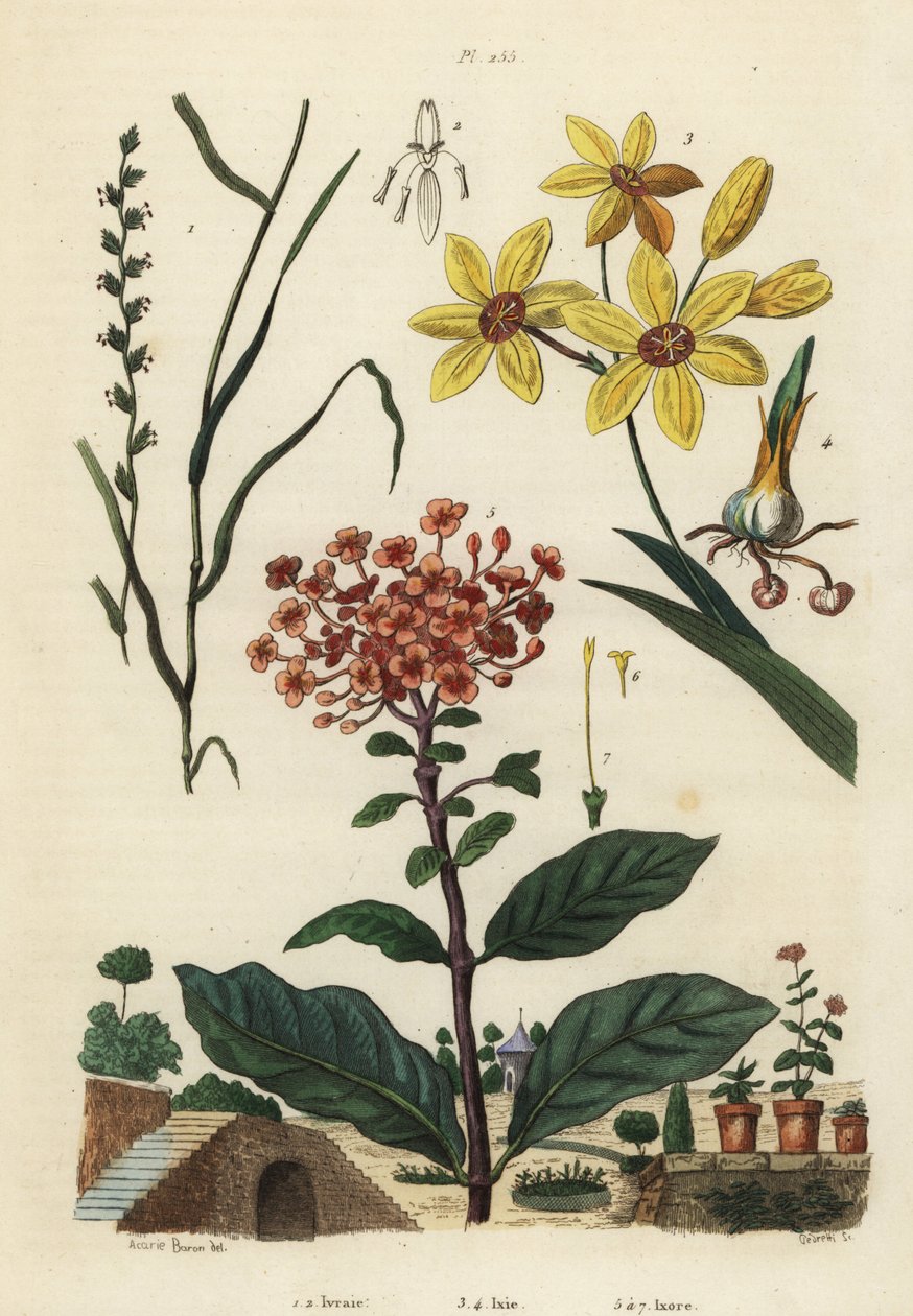 عشب الجاودار المعمر ، Lolium perenne 1،2 ، زنبق الذرة الأفريقي المرقط ، Ixia maculata var بواسطة غير معروف