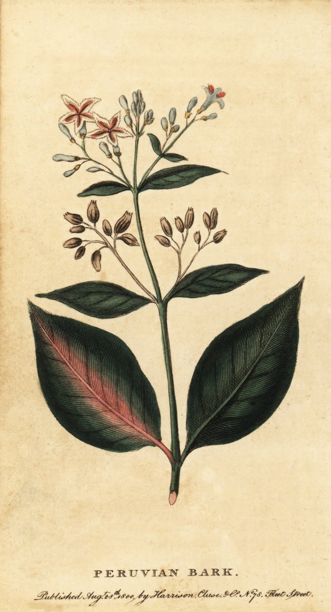 لحاء بيرو ، Cinchona officinalis. ، 1800 (نقش) بواسطة فنان غير معروف