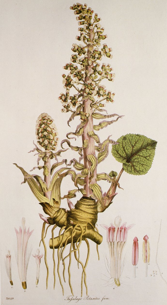 Petasites sp./Petasite بواسطة غير معروف
