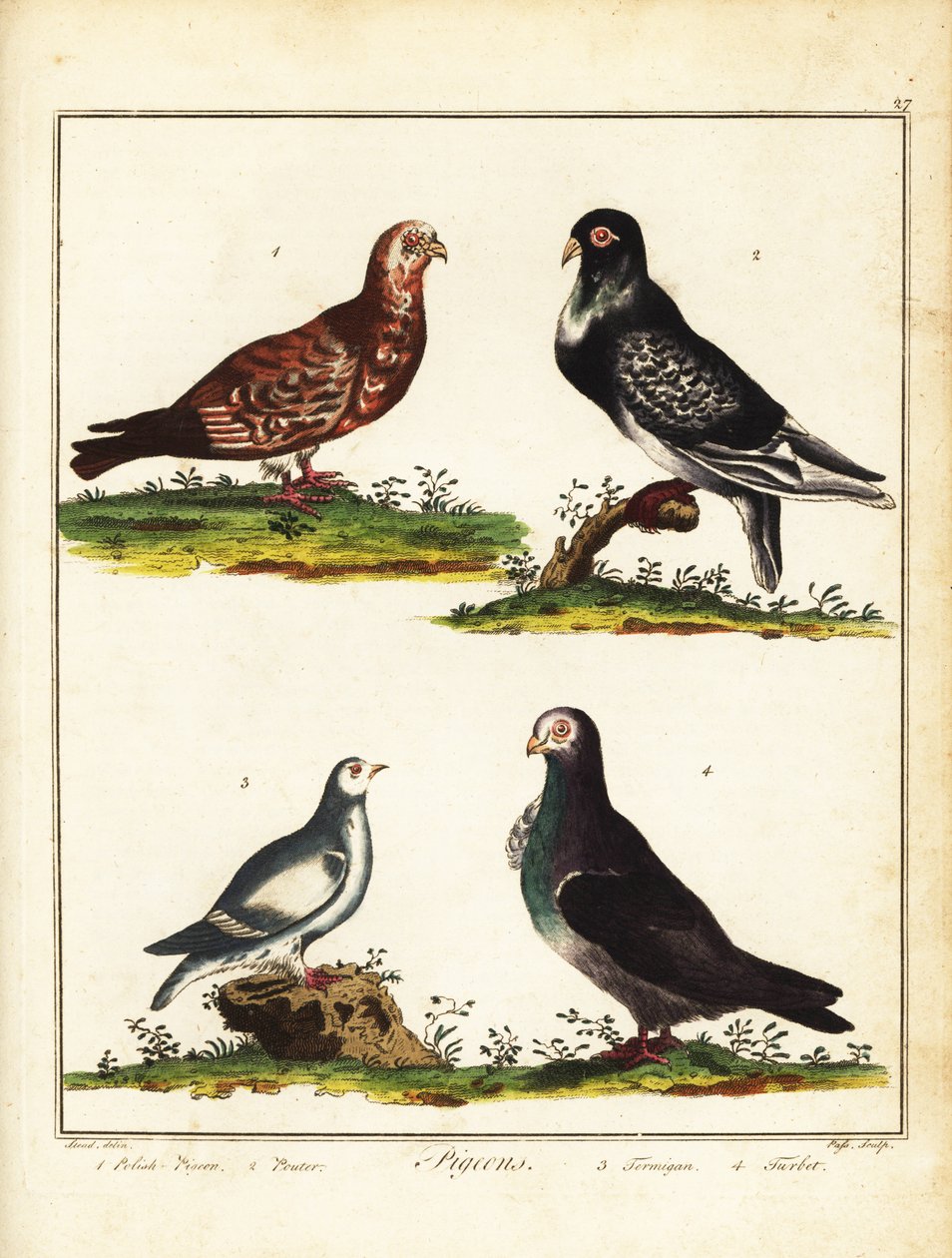 الحمام: الحمام البولندي ، البوتر ، البطرميجان والعكر. 1792 (نقش) بواسطة فنان غير معروف