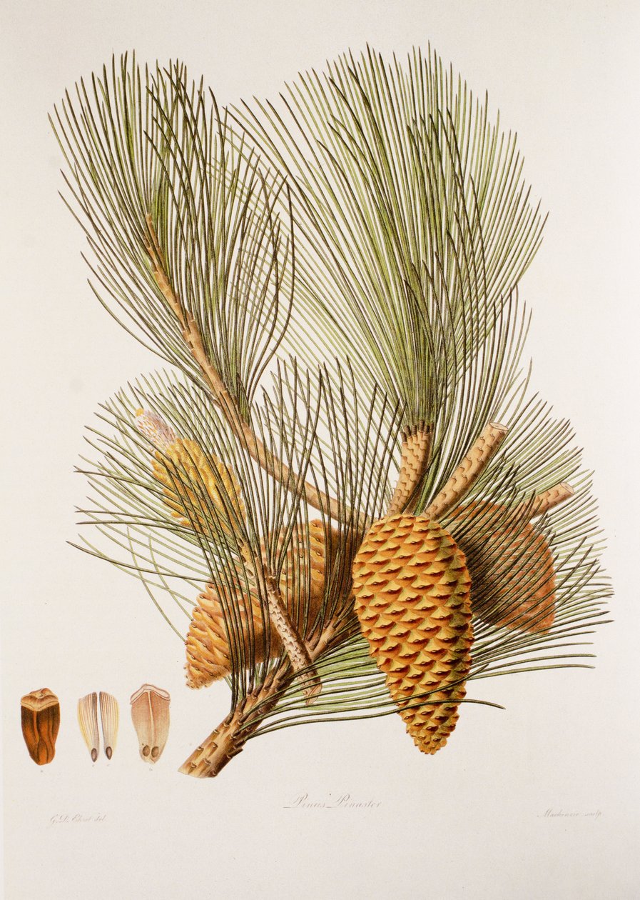 Pinus pinaster / البحر الصنوبر / الصنوبر البحري بواسطة غير معروف