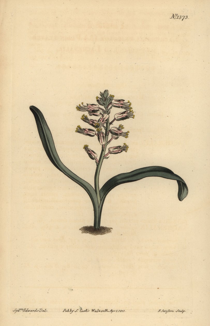 lachenalia أحادية اللون ذات الأوراق العادية ، Lachenalia أحادية اللون بواسطة غير معروف