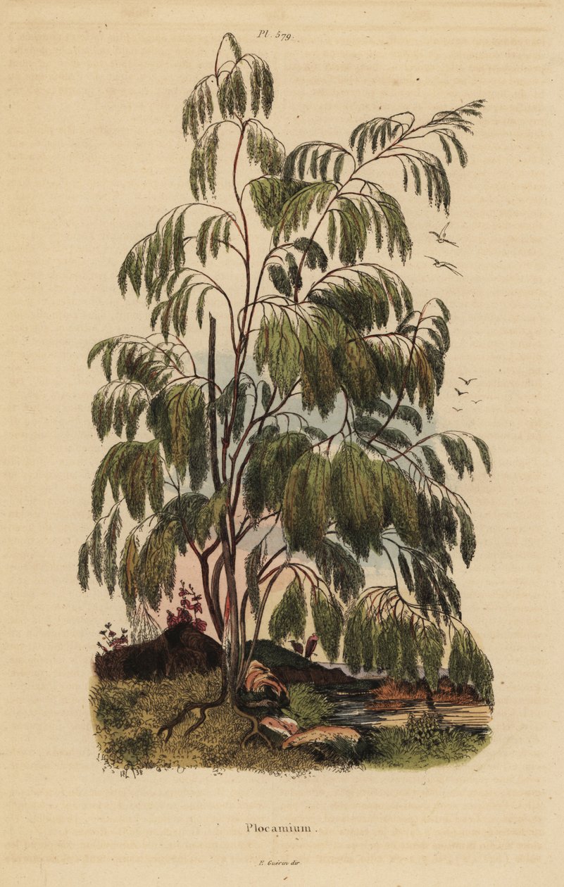 Plocama pendula shrub بواسطة غير معروف