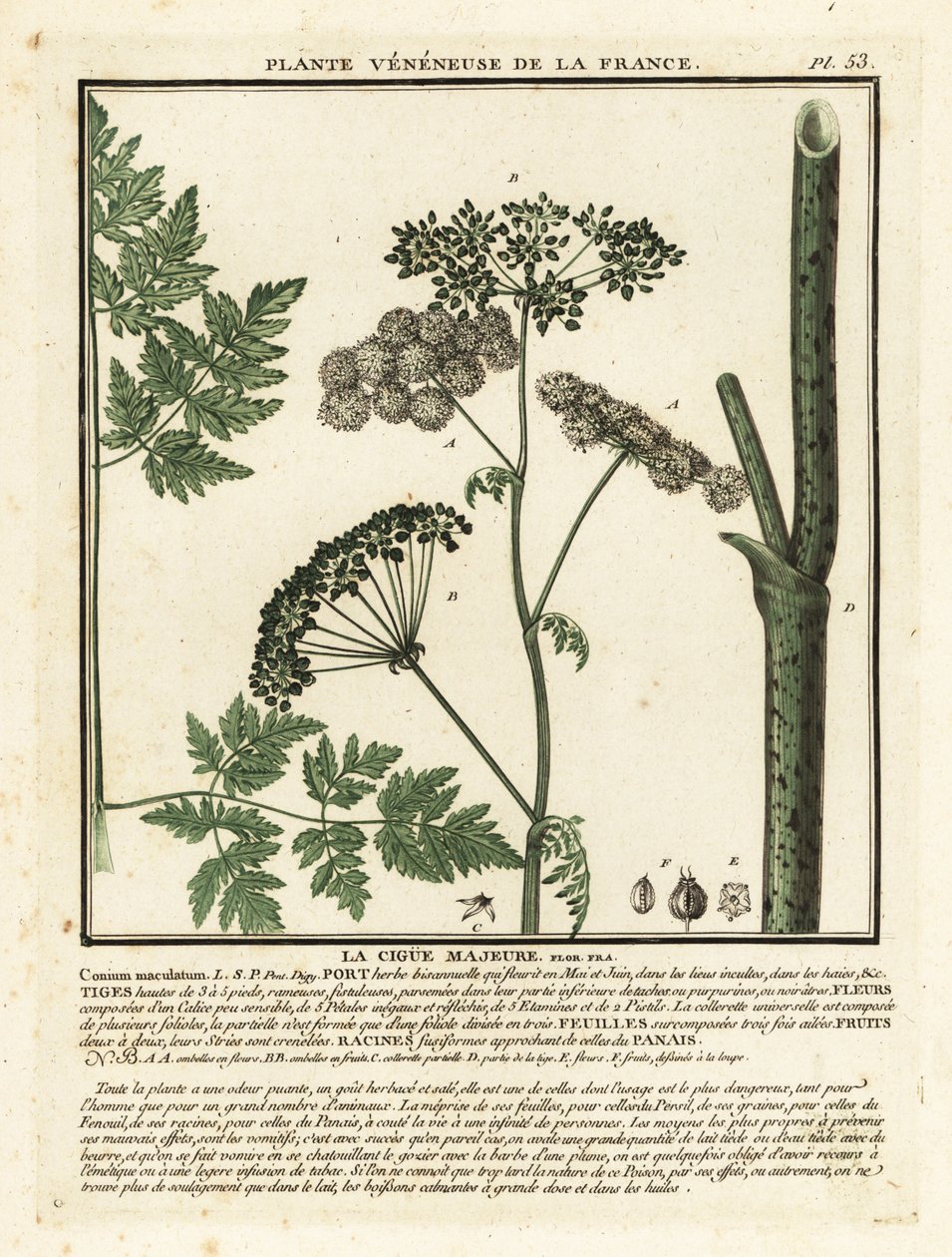 الشوكران السام ، Conium maculatum. بواسطة فنان غير معروف