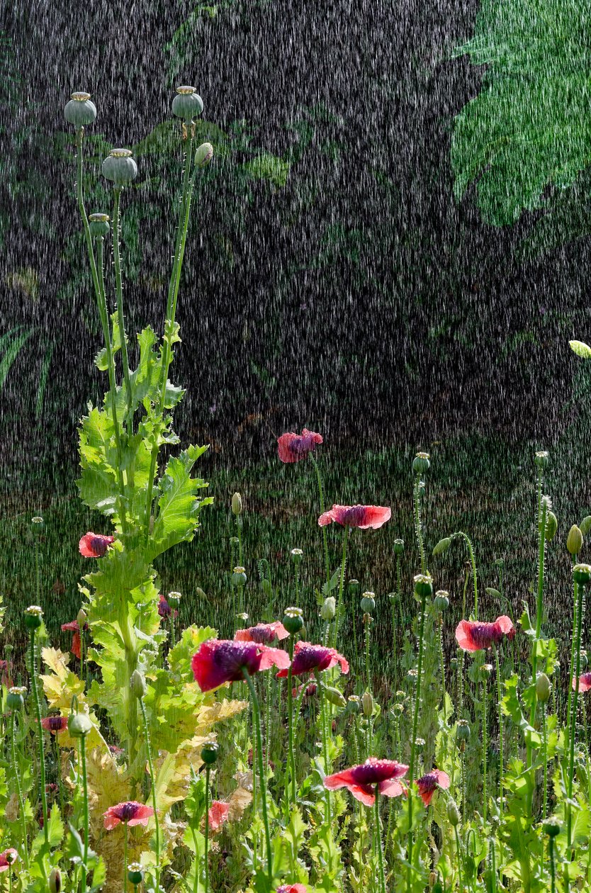 زهور الخشخاش (Papaver somniferum) ورؤوس البذور في هطول الأمطار الصيفية ، غاور ، جنوب ويلز (الصورة) بواسطة فنان غير معروف