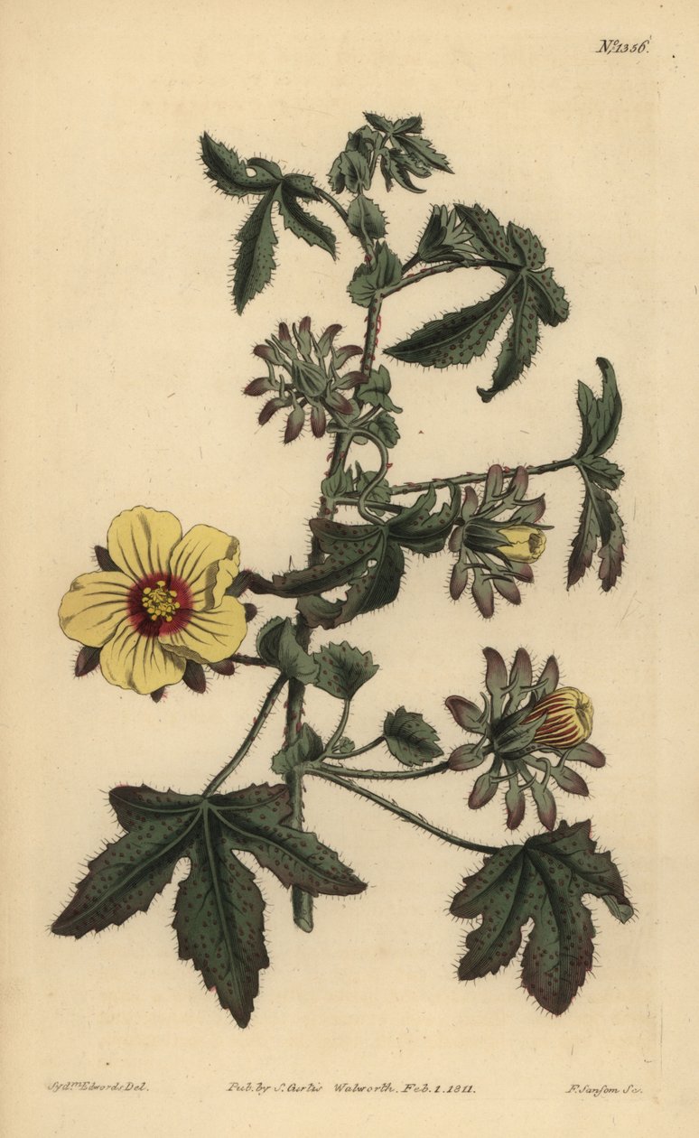 الكركديه الشائك ، Hibiscus surattensis بواسطة غير معروف