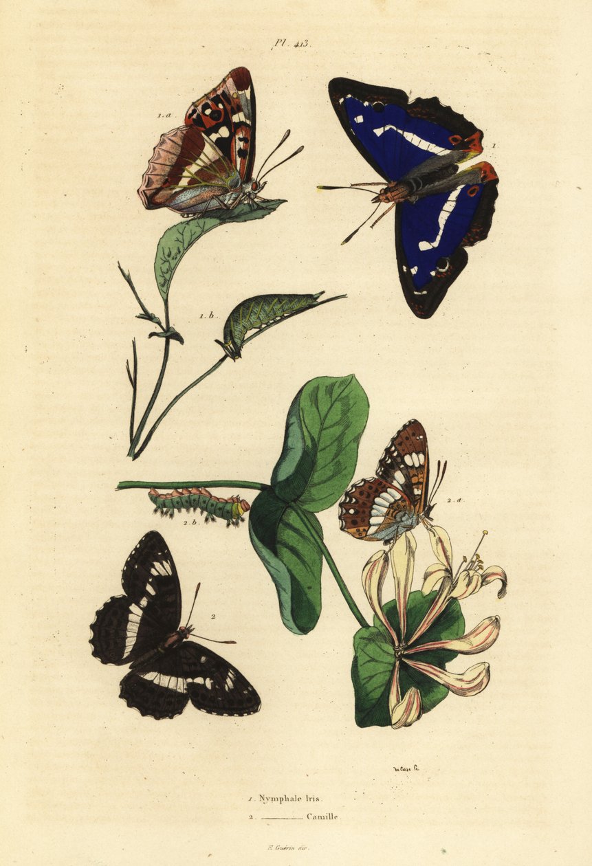 الإمبراطور الأرجواني ، Apatura iris 1 ، والأدميرال الأوراسي الأبيض ، Limenitis camilla 2 بواسطة غير معروف