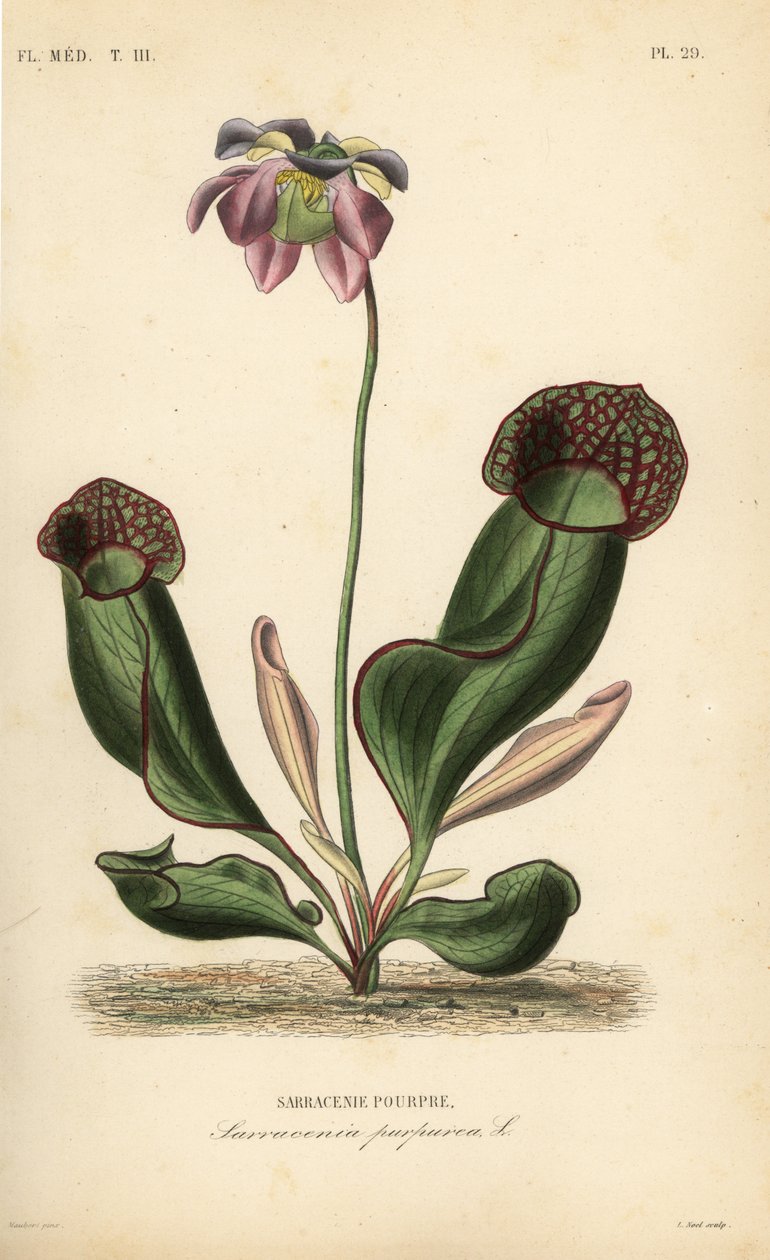 نبات القاذف الأرجواني أو زهرة السرج الجانبي ، Sarracenia purpurea ، Sarracenie pourpre بواسطة غير معروف