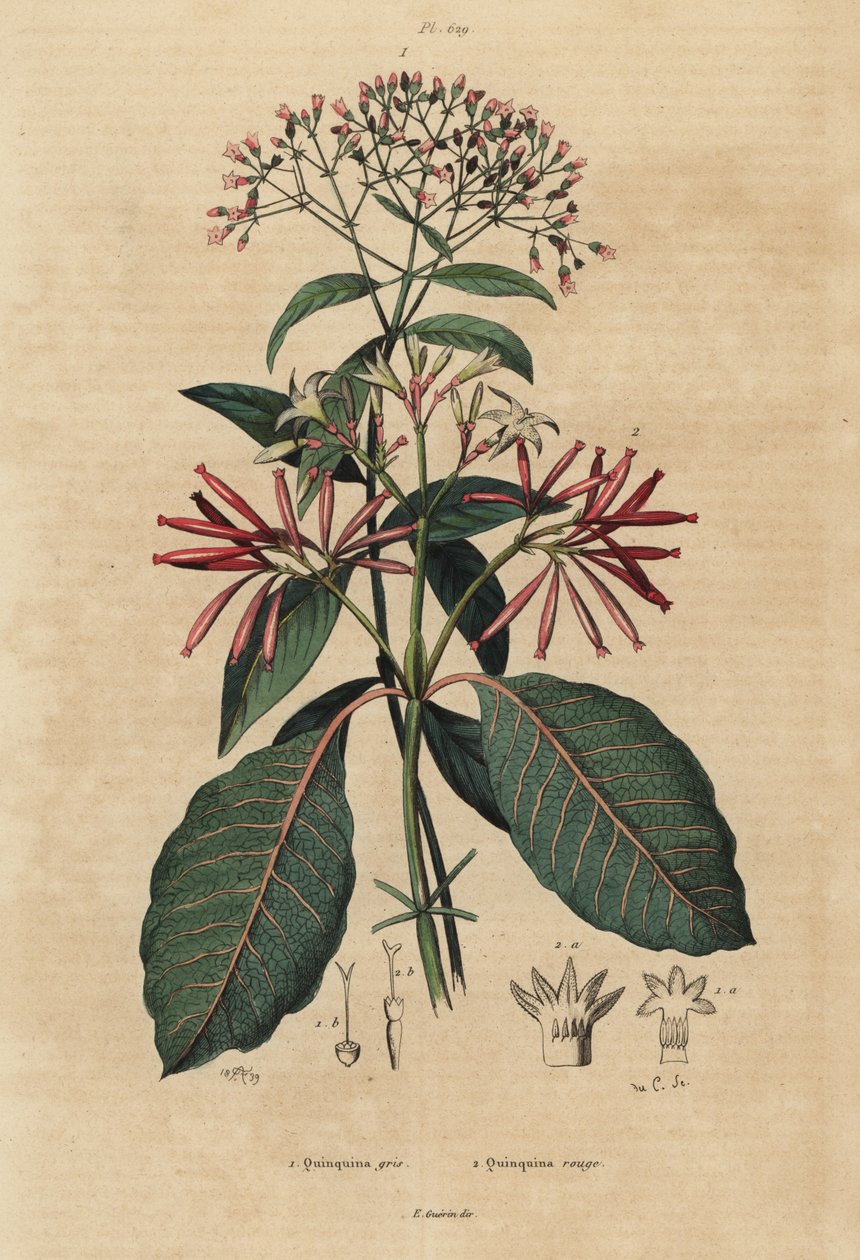 الكينين ، Cinchona officinalis 1 و Ladenbergia oblongifolia ، المعرضة للخطر ، 2 بواسطة غير معروف